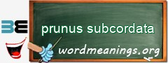 WordMeaning blackboard for prunus subcordata